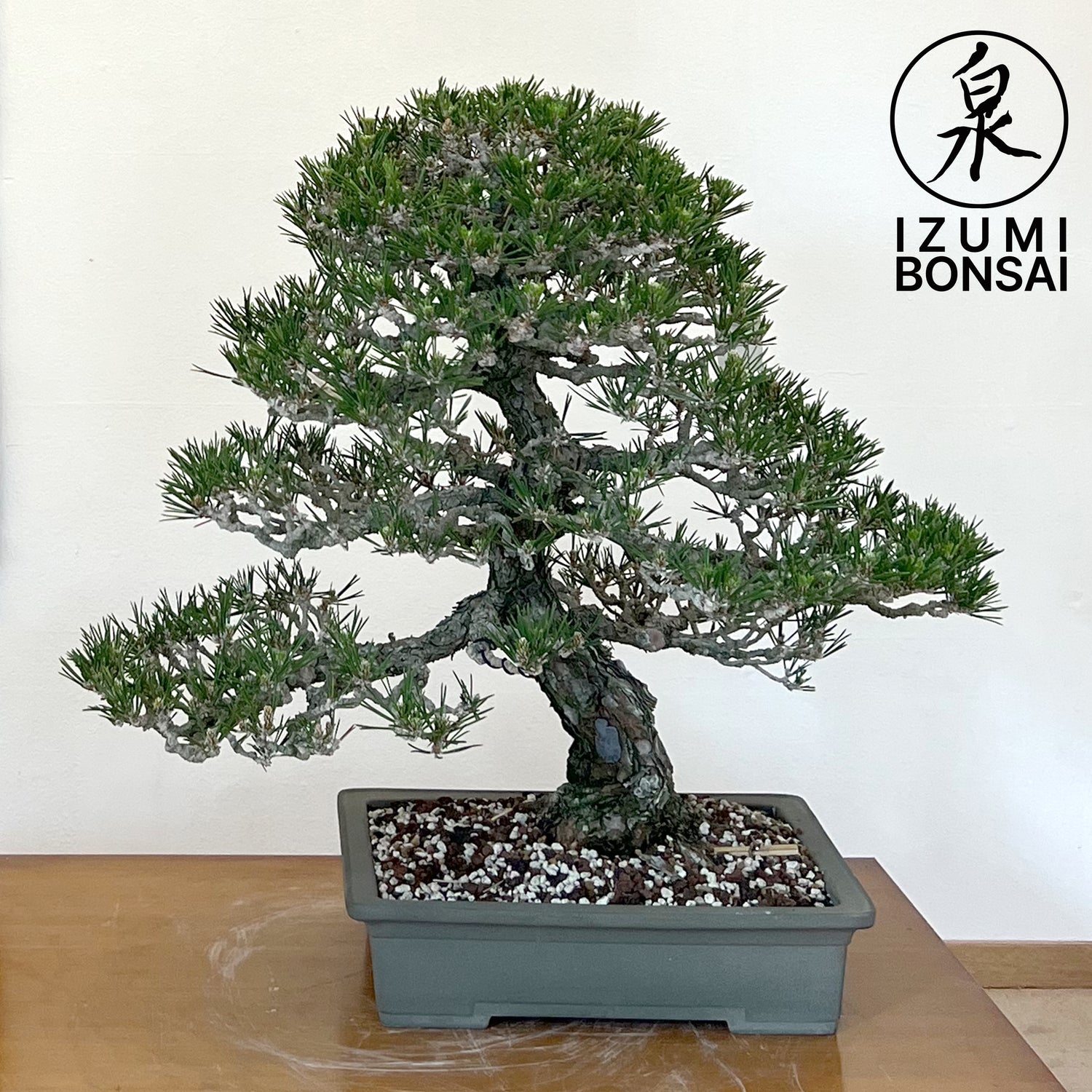 Japanese Black Pines