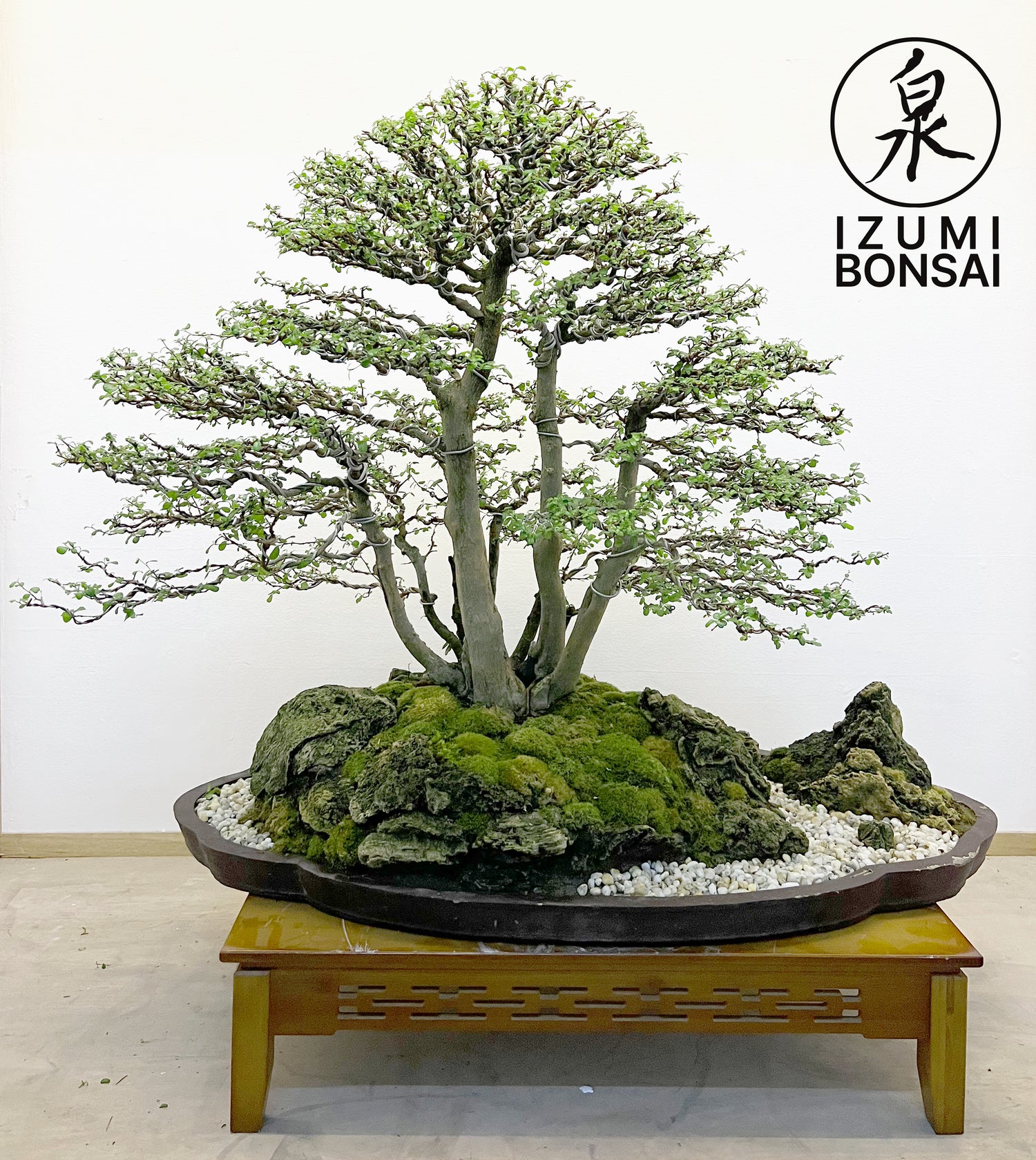 Tropical Bonsai