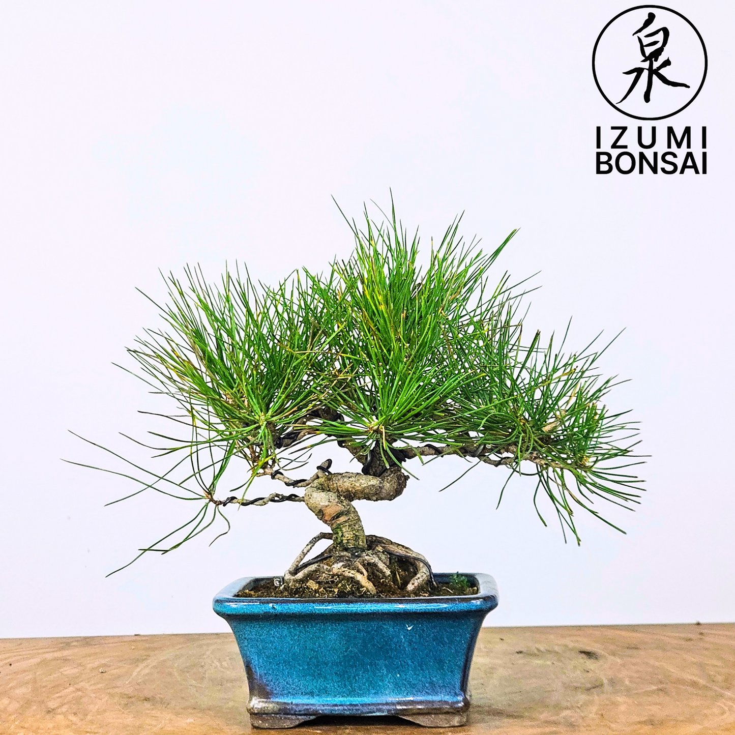 Japanese Blackpine