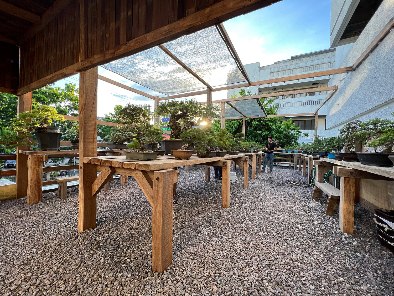 We have the best collection of diverse bonsai species available at Izumi Bonsai