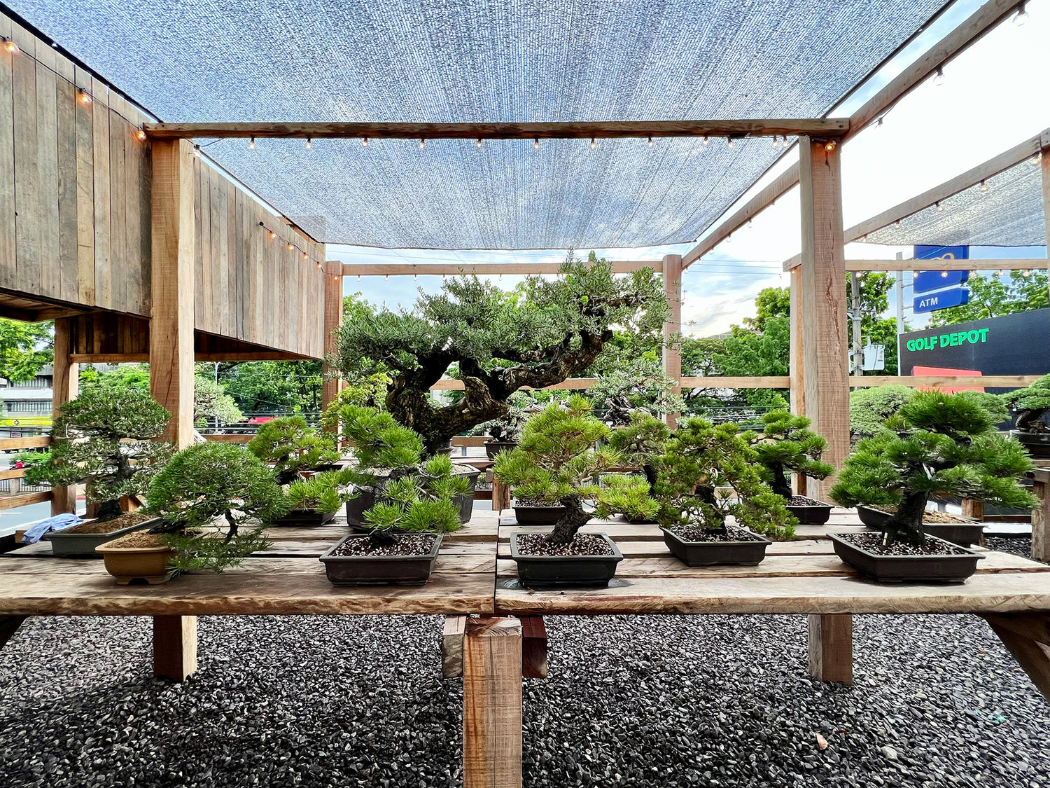 Izumi Bonsai. Japanese Black Pine Bonsai