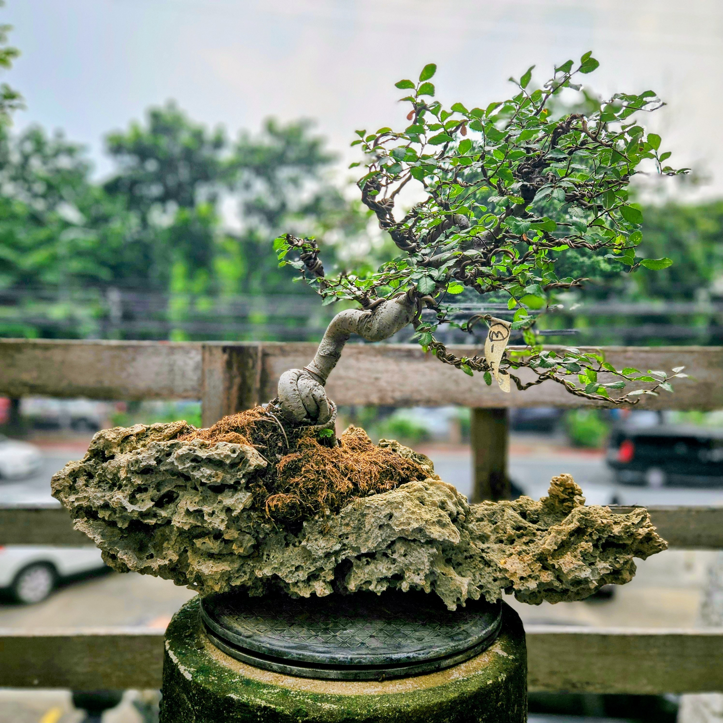 Chinese Elm "Wind Swept"