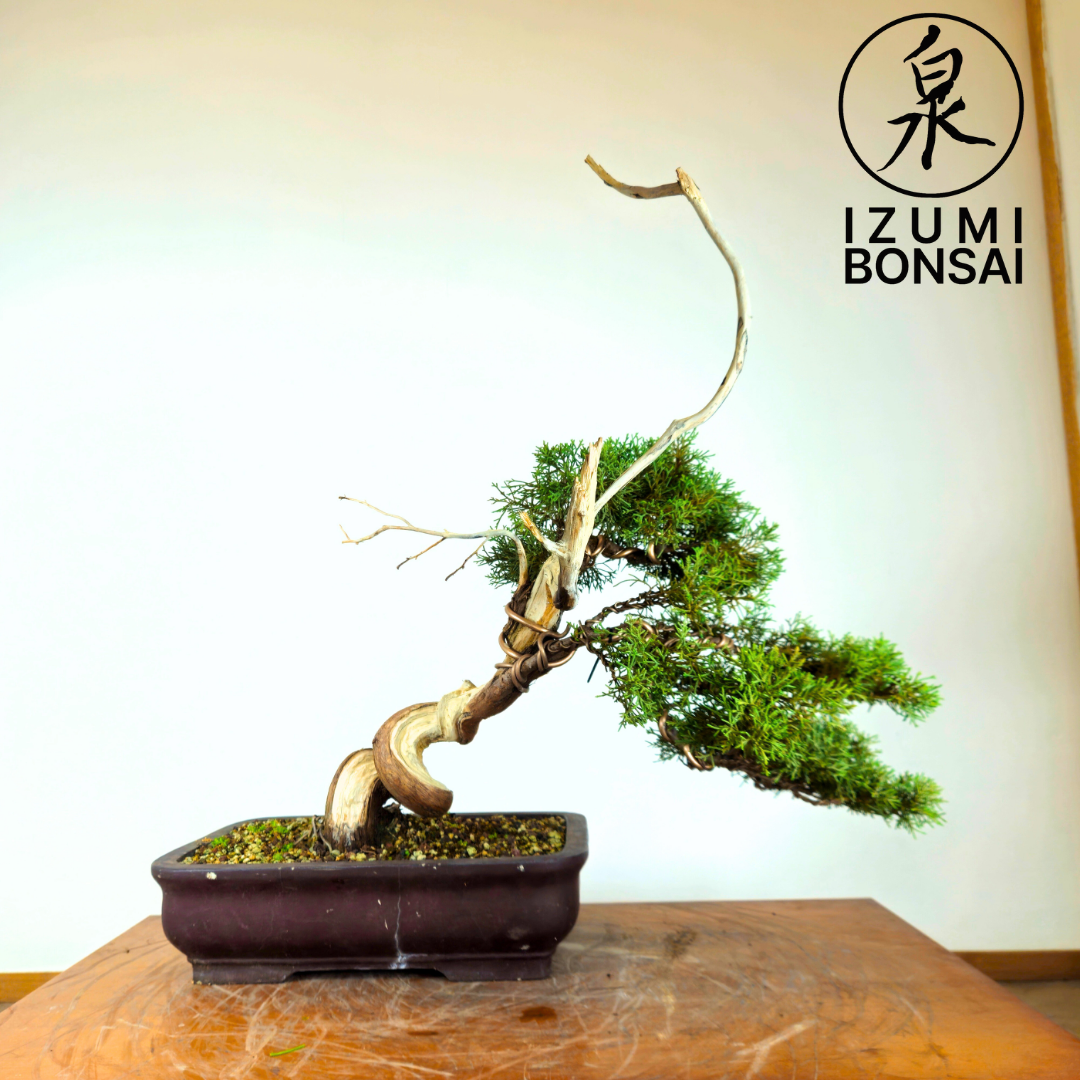 Itoigawa Shimpaku (Cascading)
