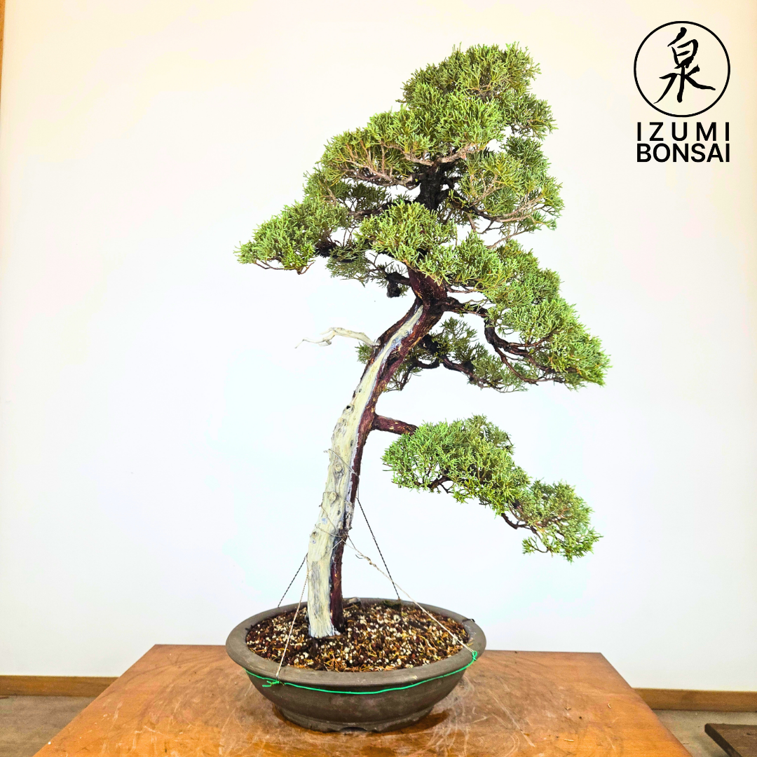 Itoigawa Shimpaku
