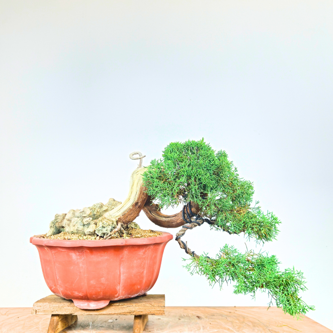 Itoigawa Shimpaku Cascading