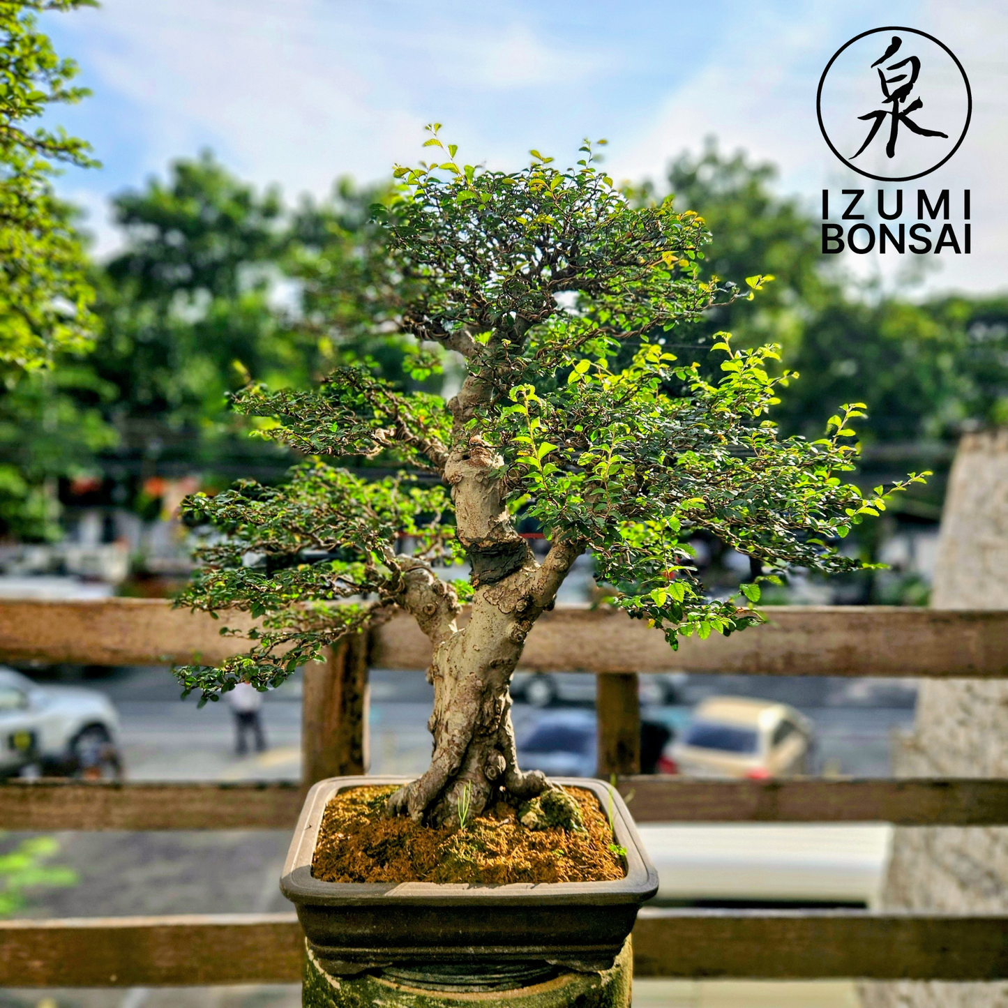 Chinese Elm