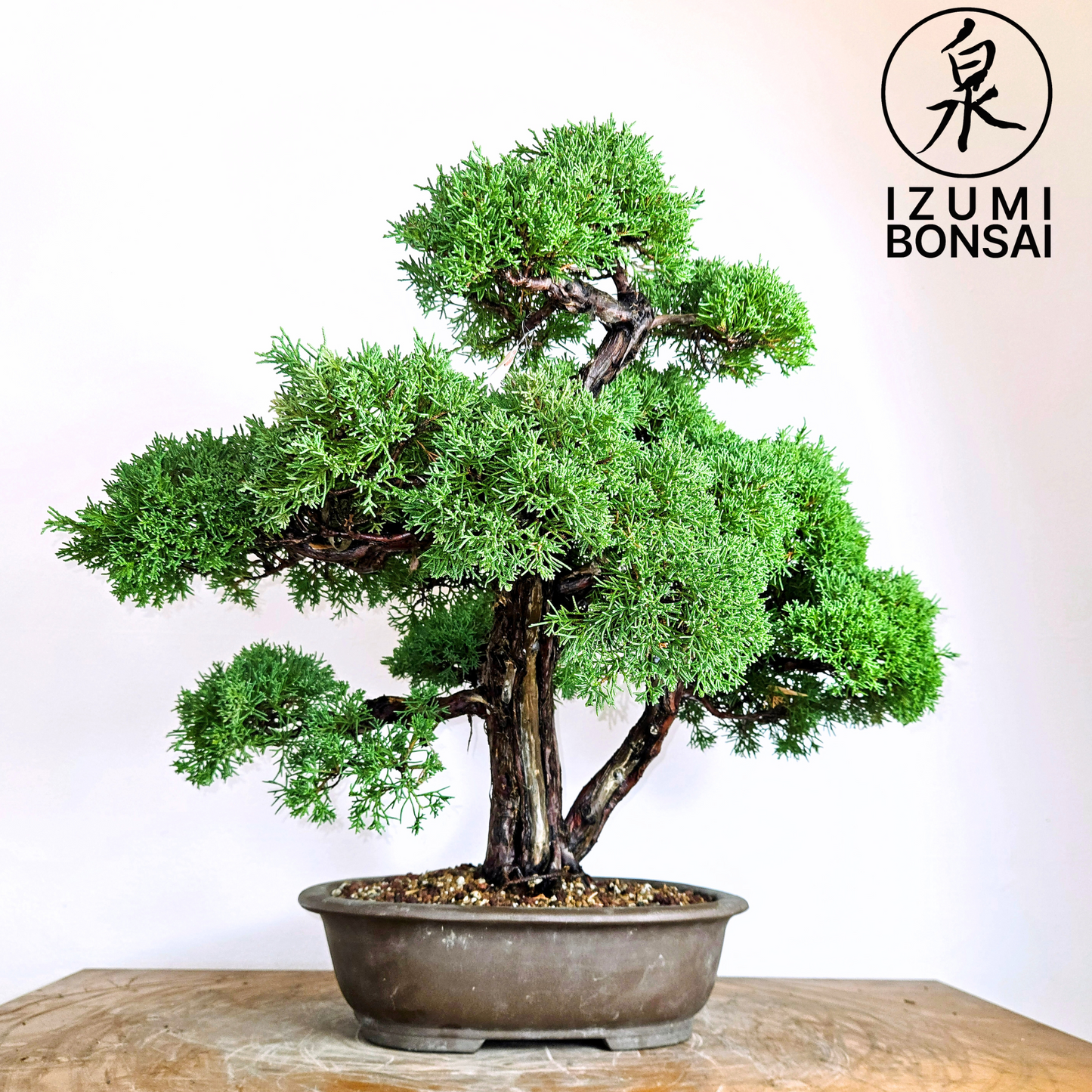Itoigawa Shimpaku Twin Trunk