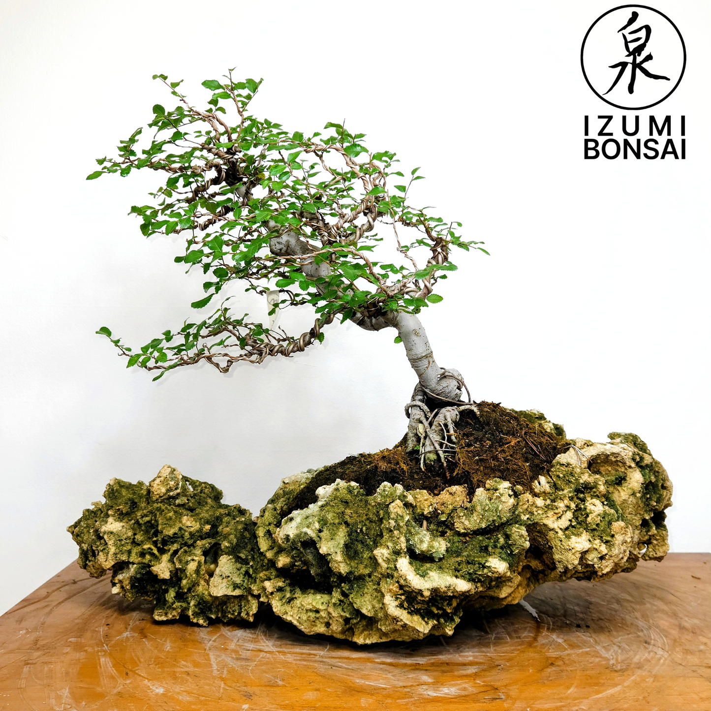 Chinese Elm "Wind Swept"
