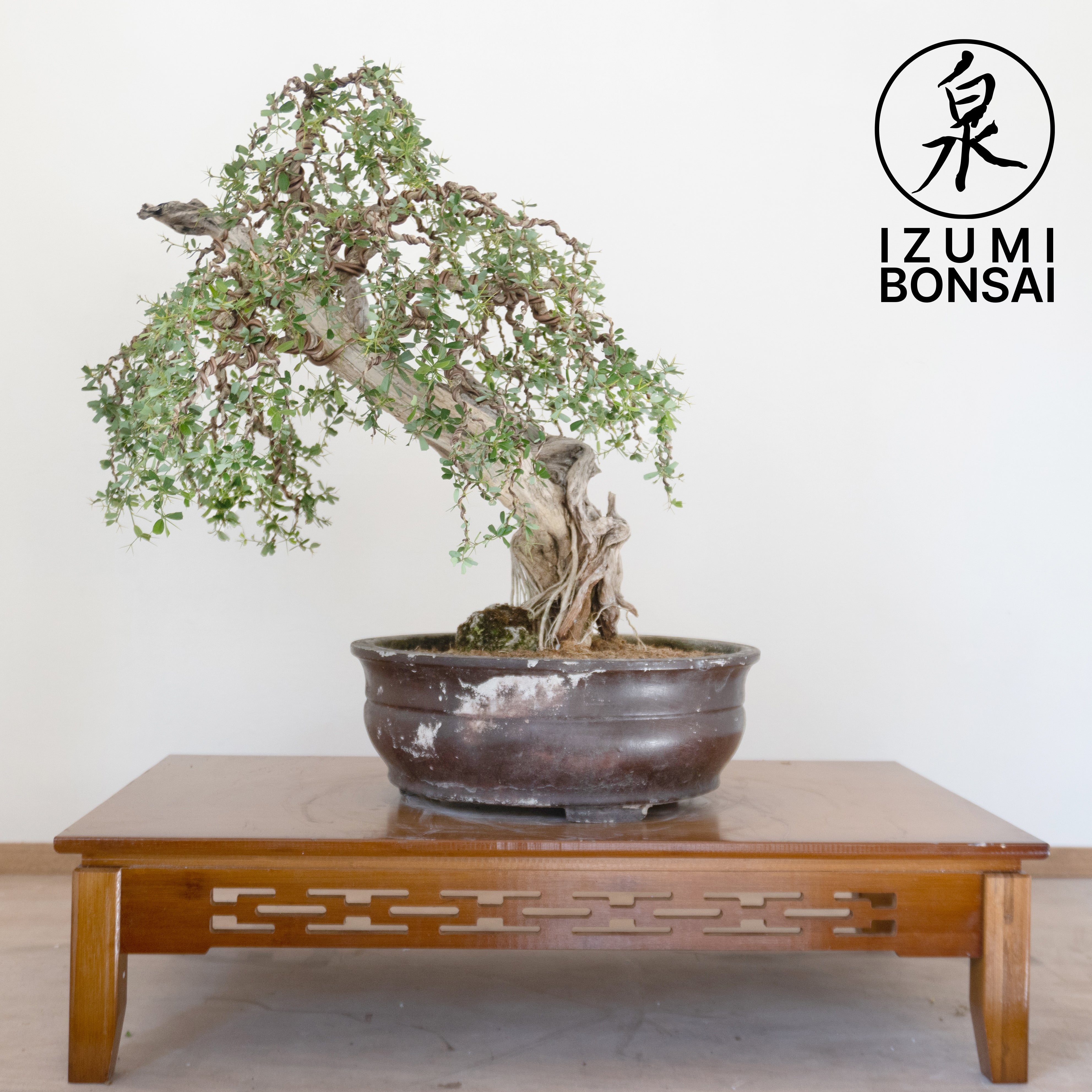 bluebell bonsai tree Bluebell