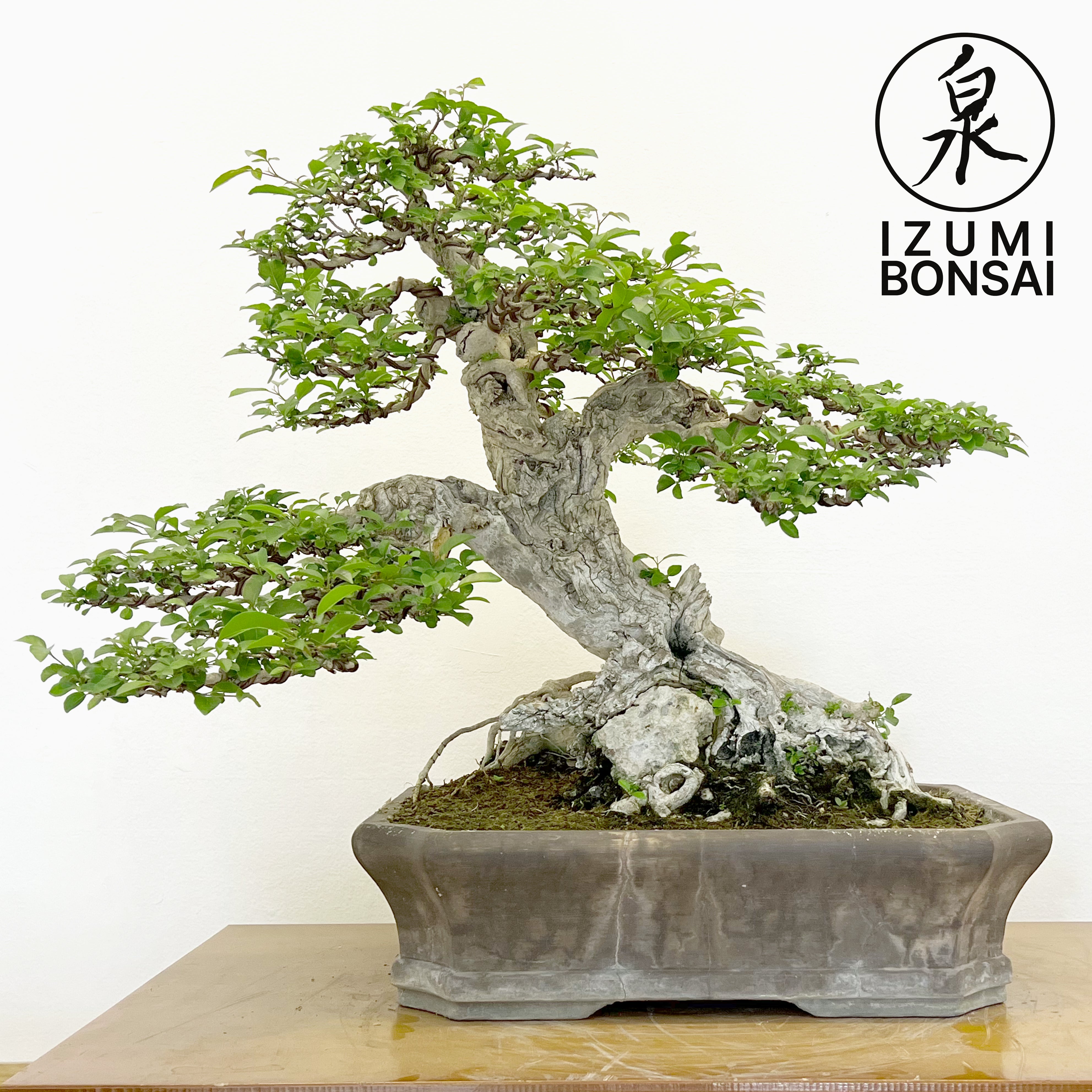 tugas bonsai tree Tugas