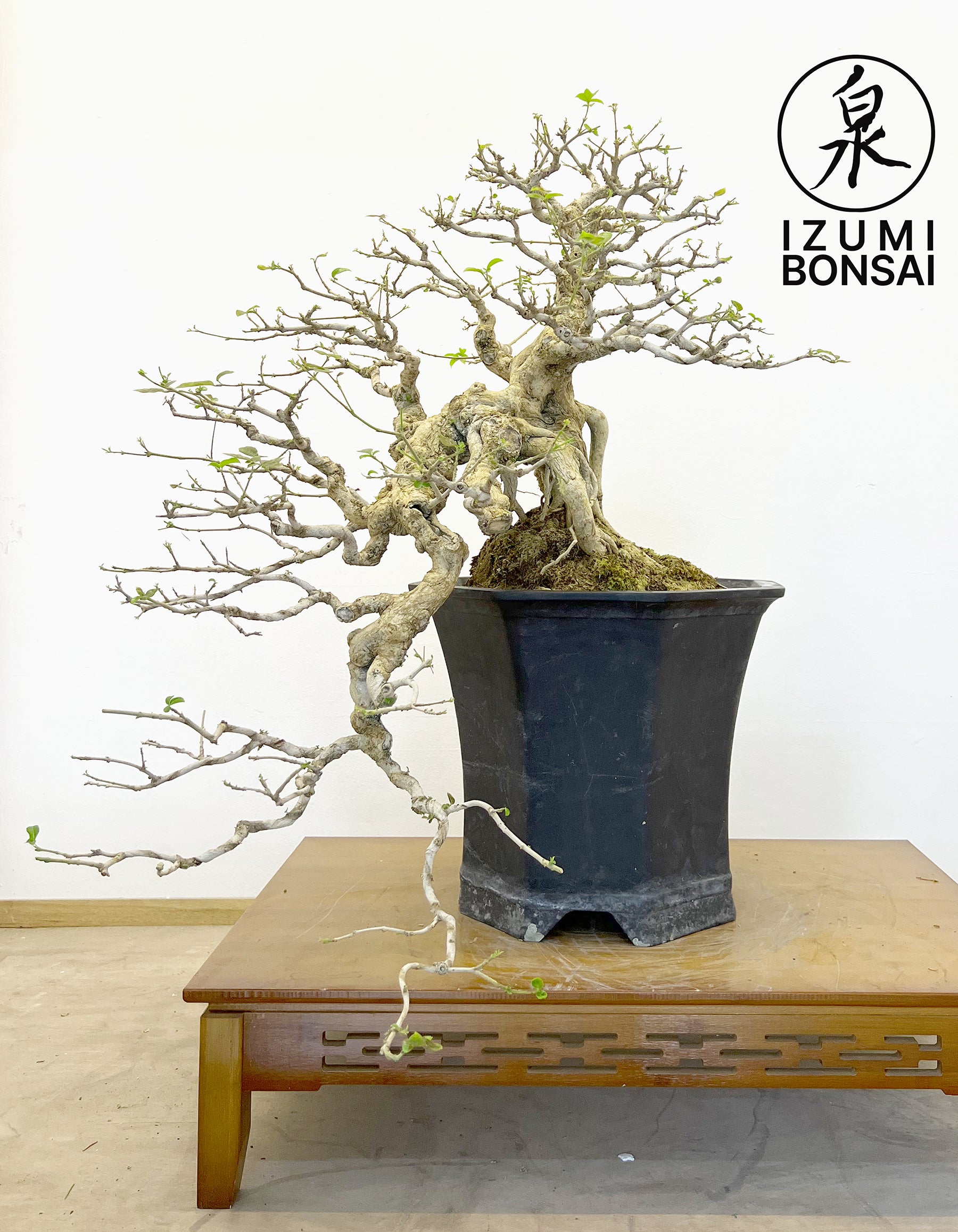 tugas bonsai tree Tugas