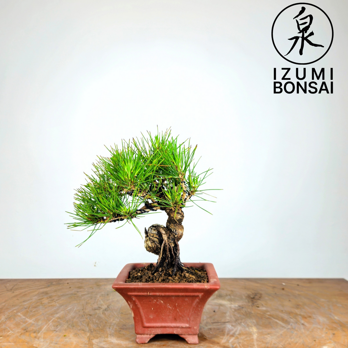 Japanese Black Pine