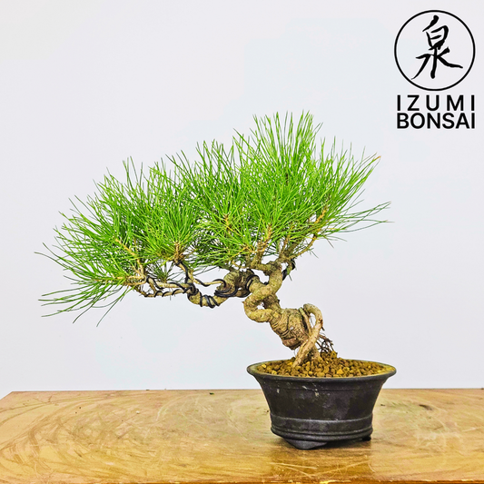 Japanese Black Pine ( Cascading )