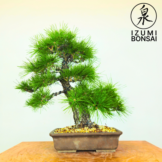 Japanese Black PIne