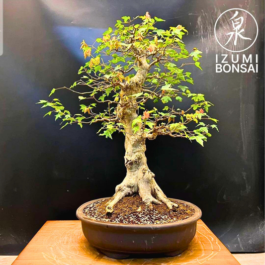Trident Maple