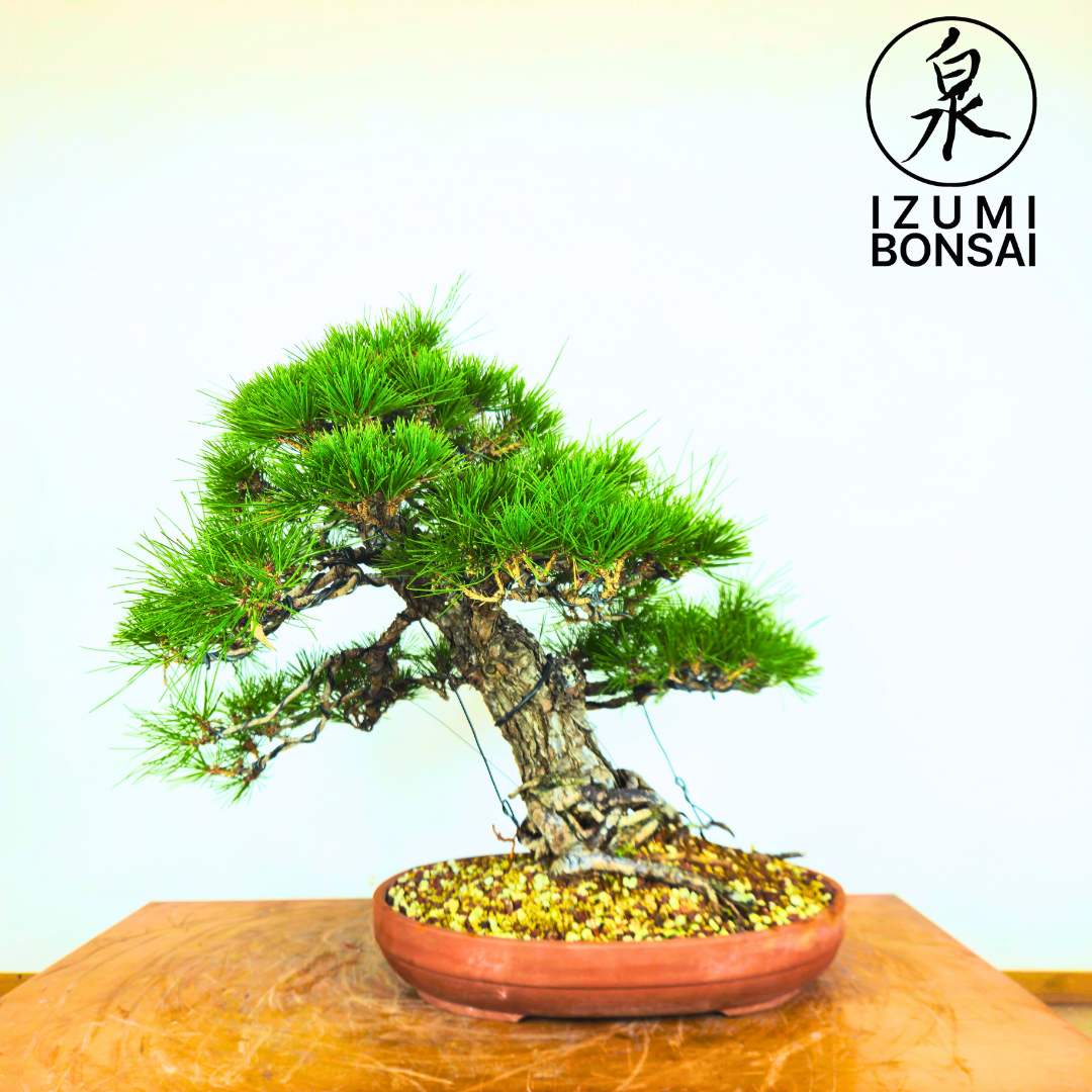 Japanese Black Pine