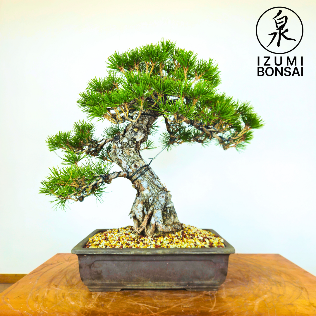 Japanese Black Pine