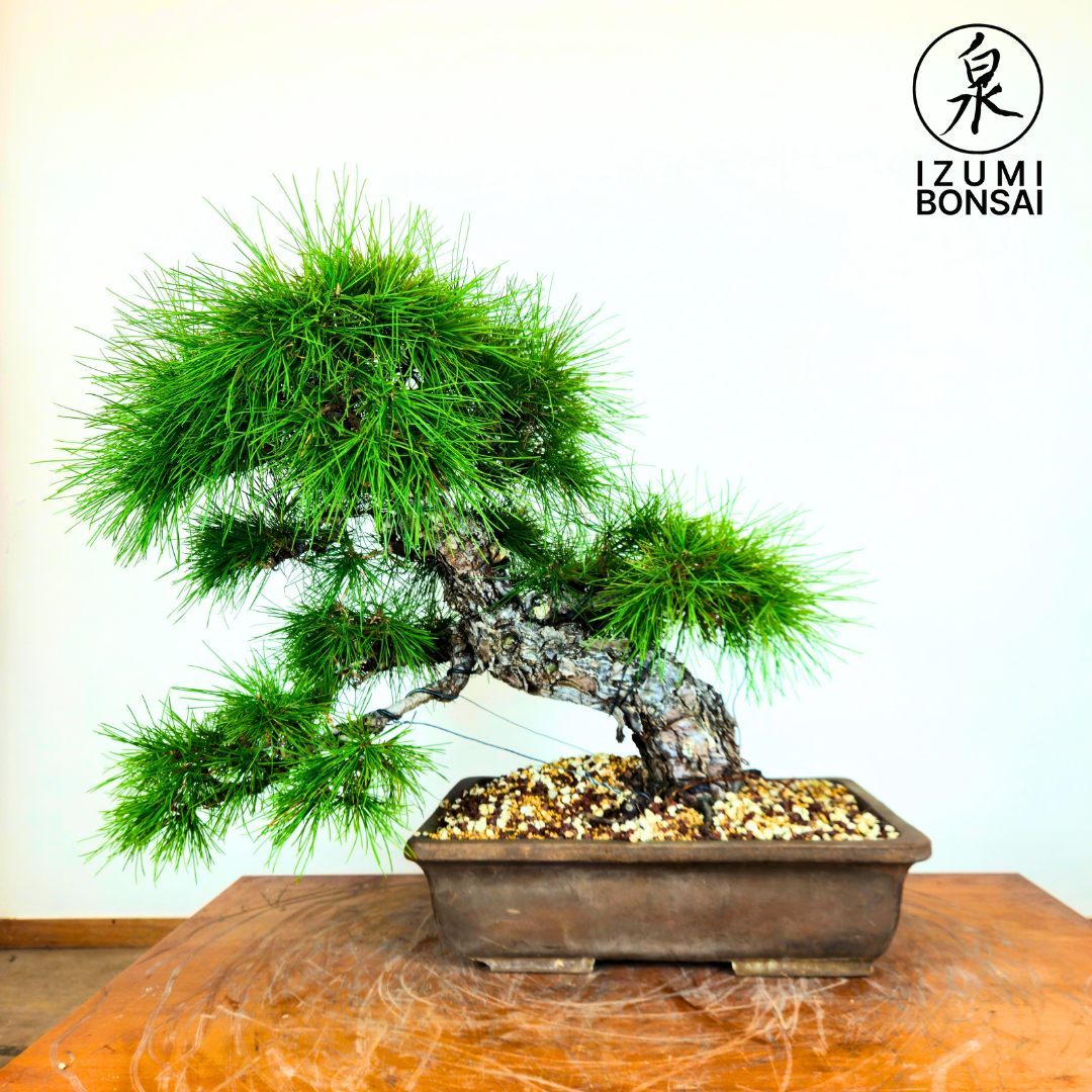 Japanese Black Pine