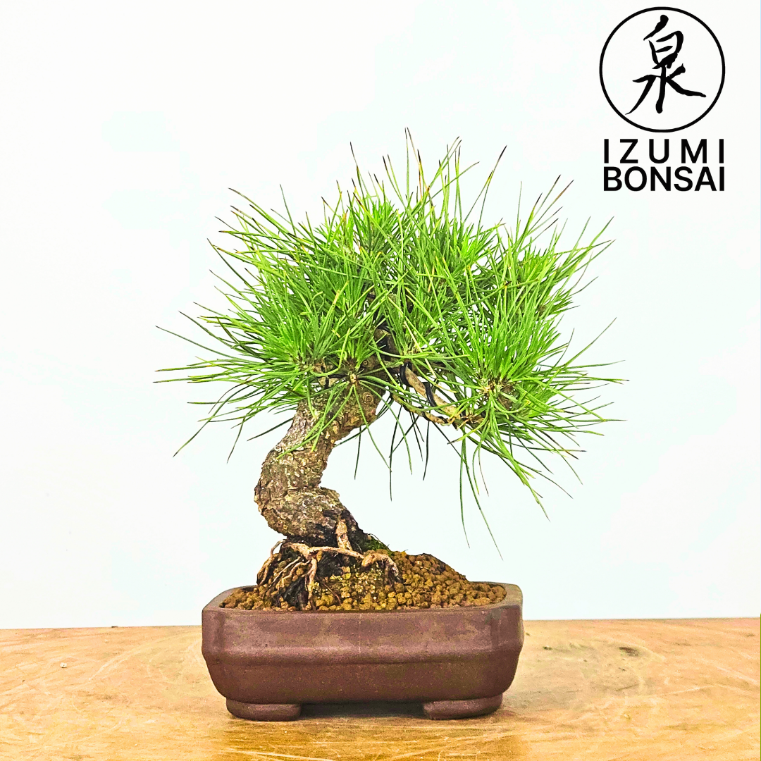 Japanese Black Pine