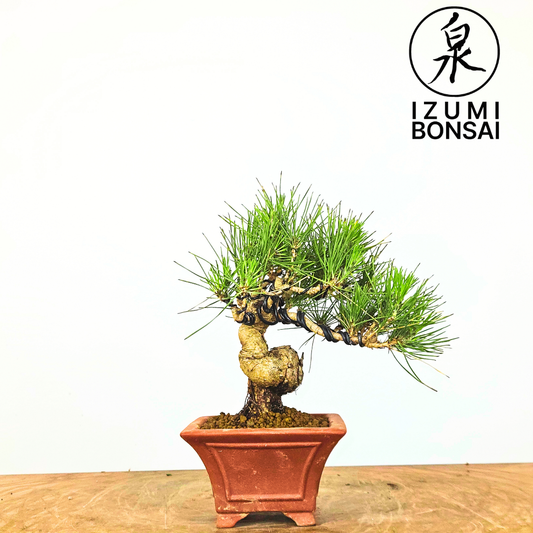 Japanese Black PIne