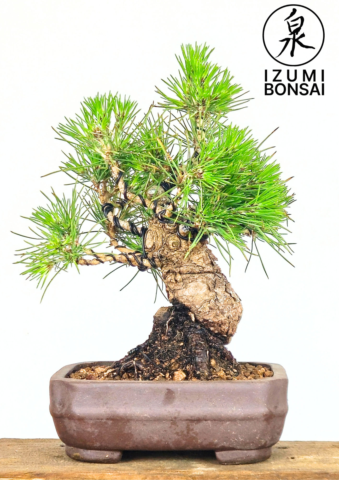 Japanese Black Pine