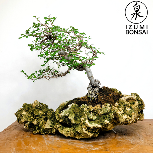 Chinese Elm "Wind Swept"