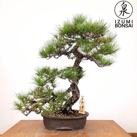 Japanese Black Pine