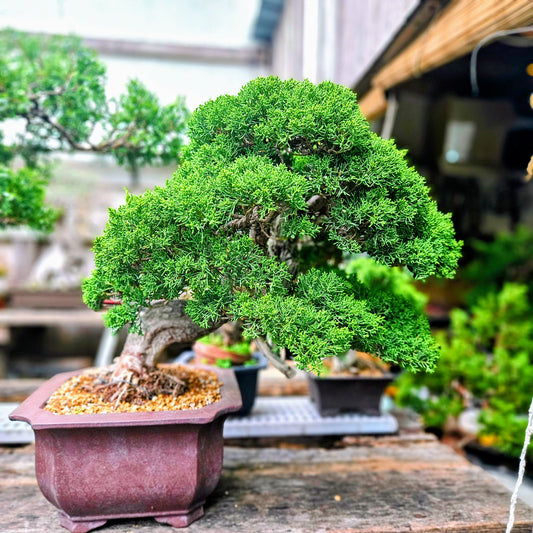 Itoigawa Shimpaku