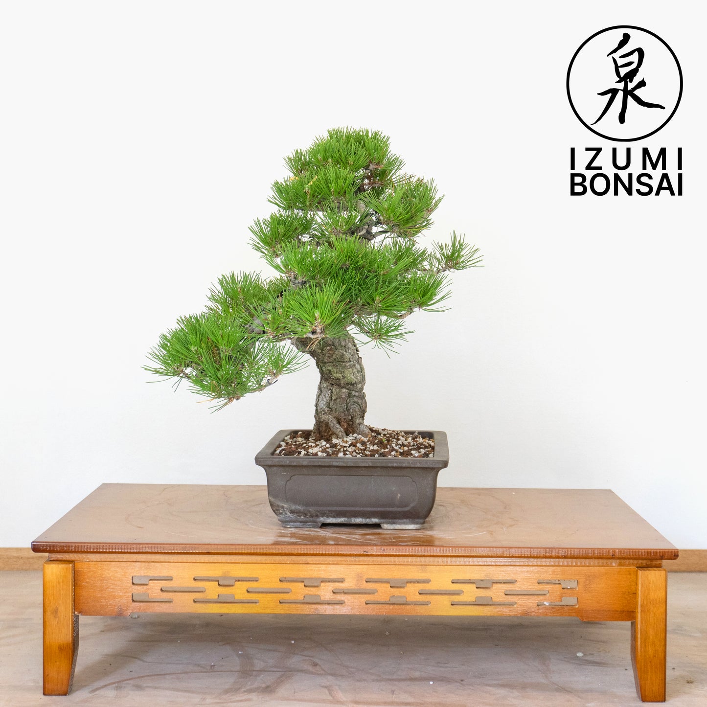 Japanese Black Pine