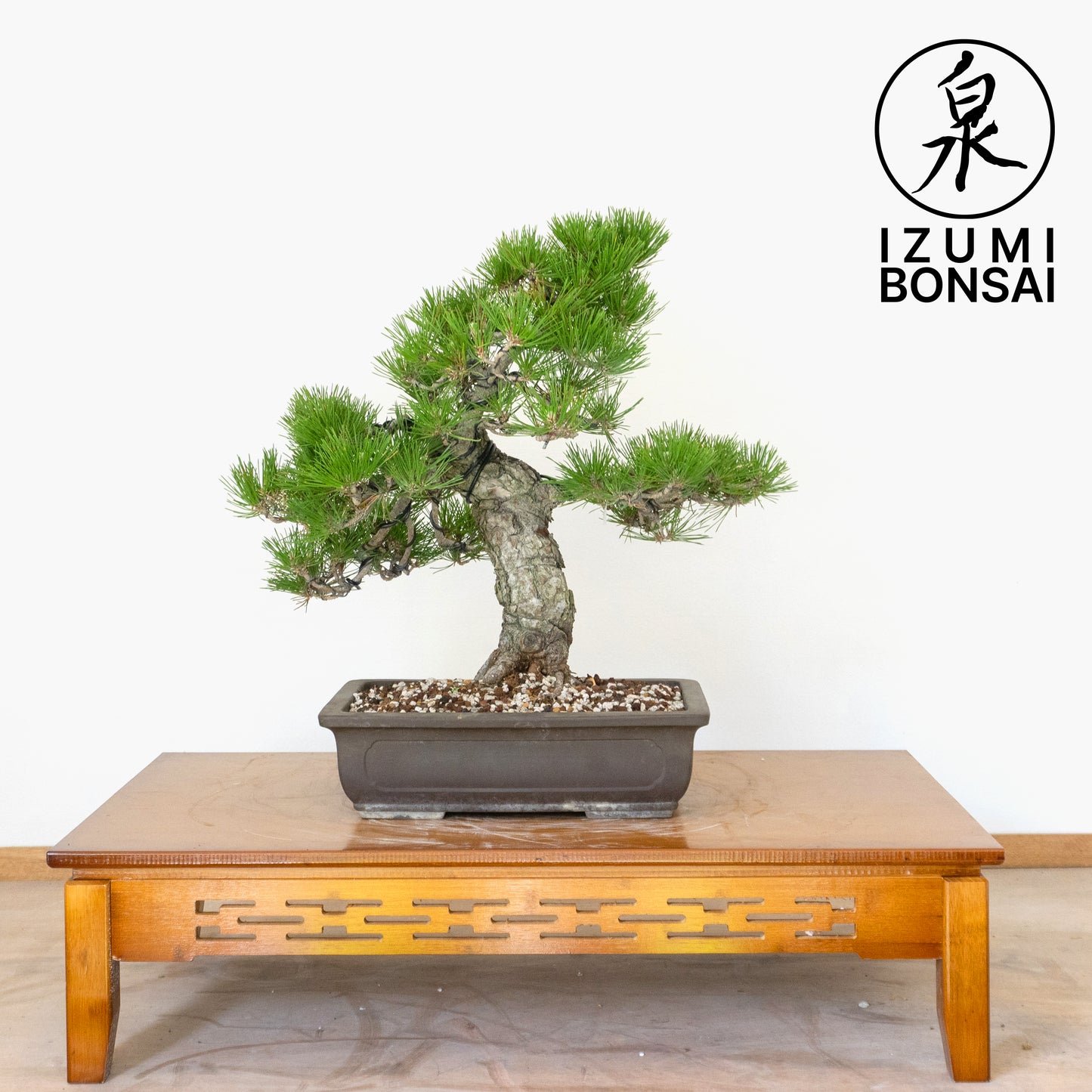 Japanese Black Pine