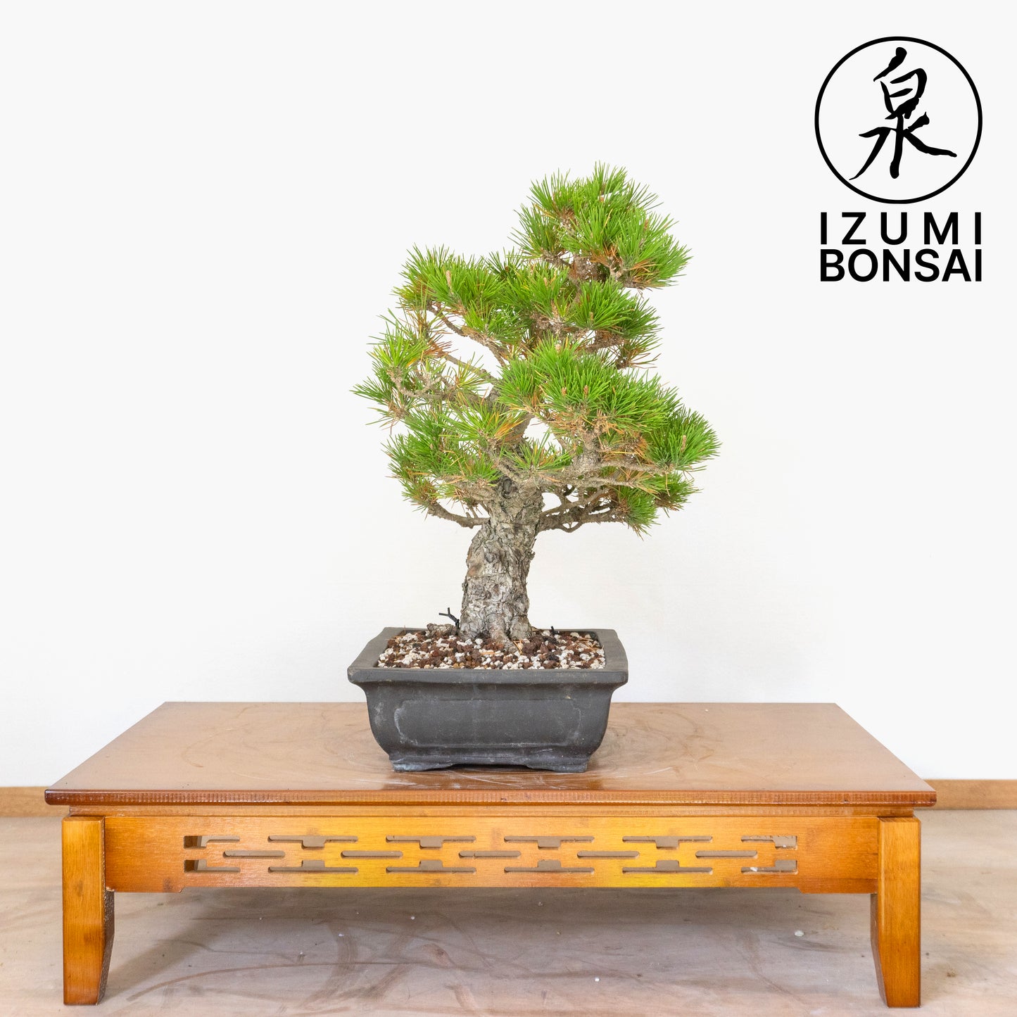 Japanese Black Pine