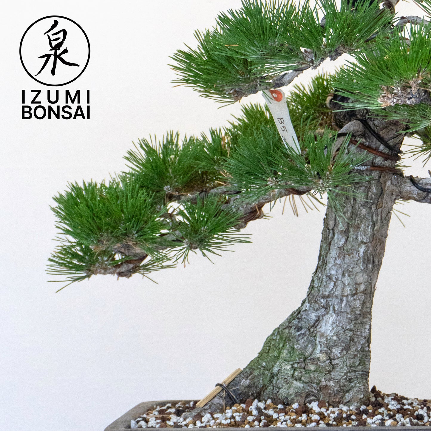 Japanese Black Pine