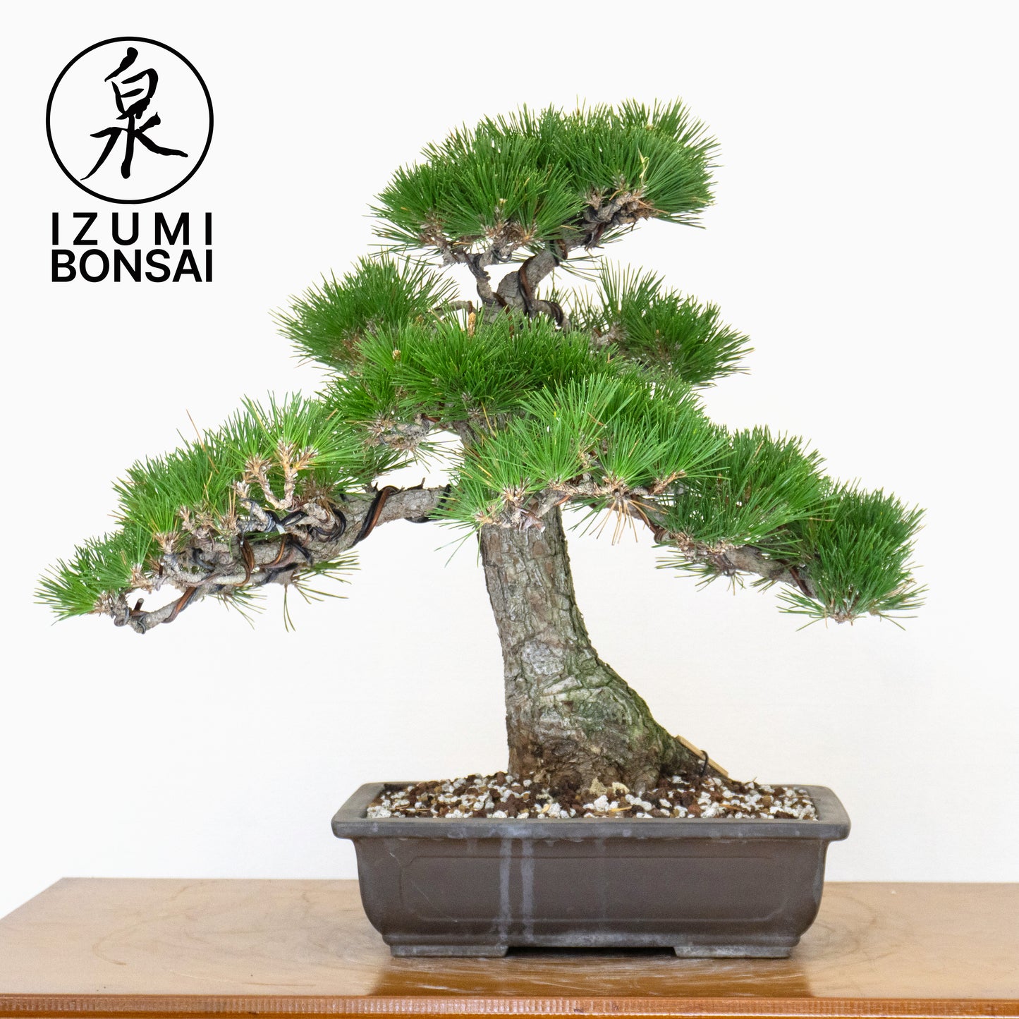 Japanese Black Pine