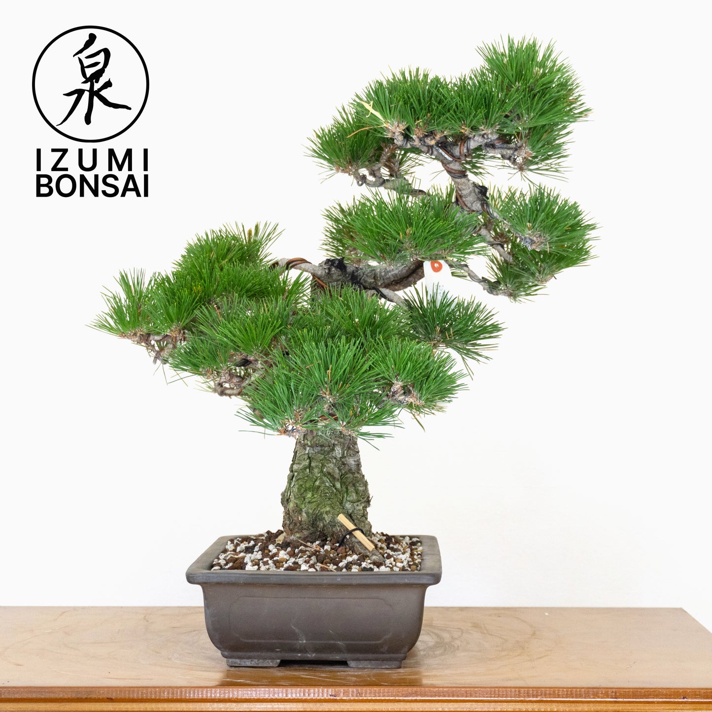 Japanese Black Pine