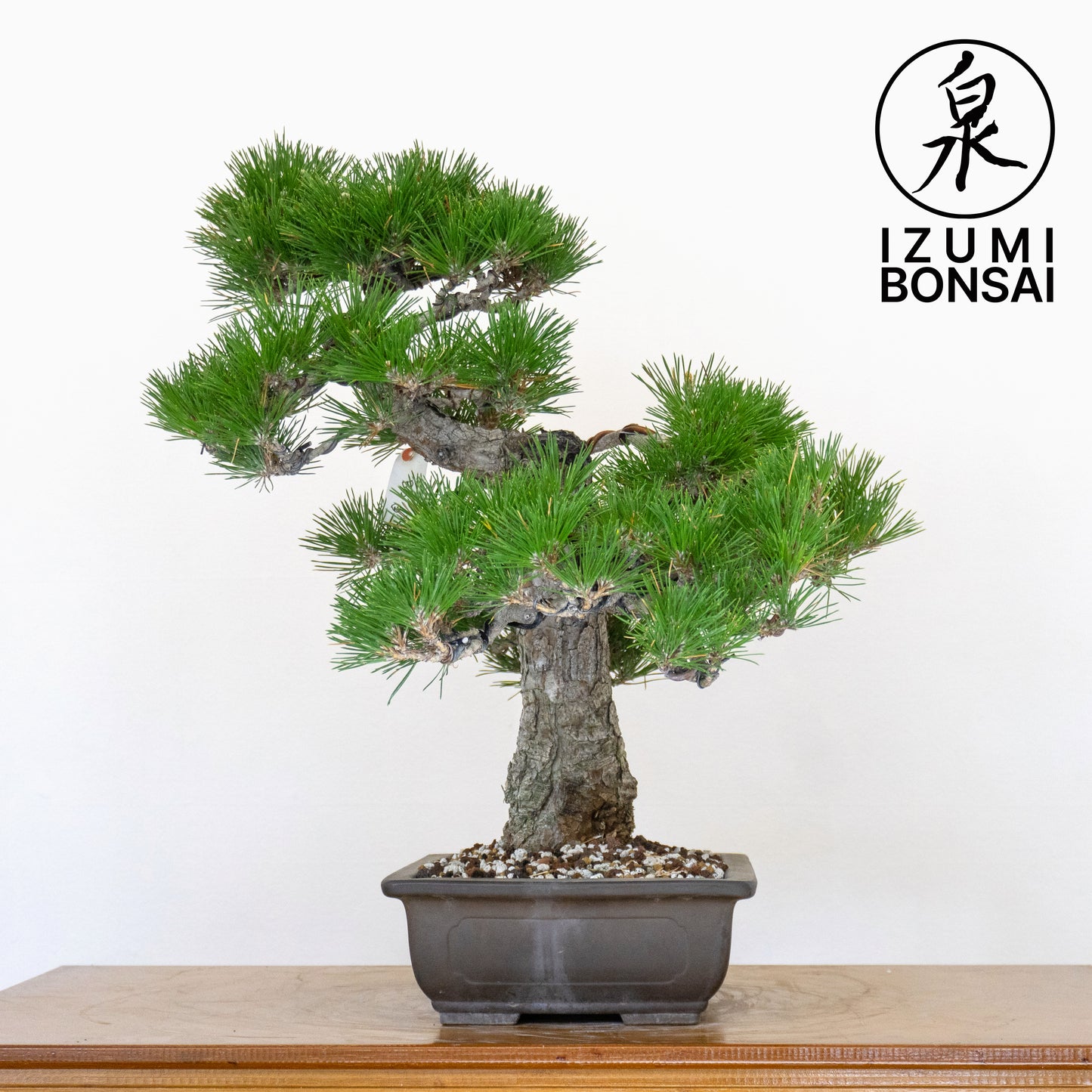 Japanese Black Pine