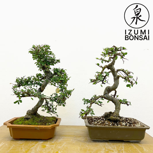 Chinese Elm