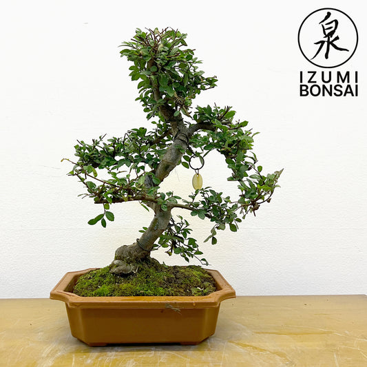 Chinese Elm