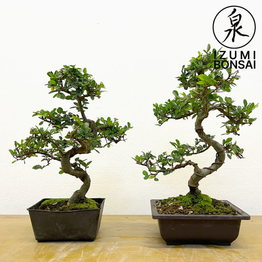 Chinese Elm