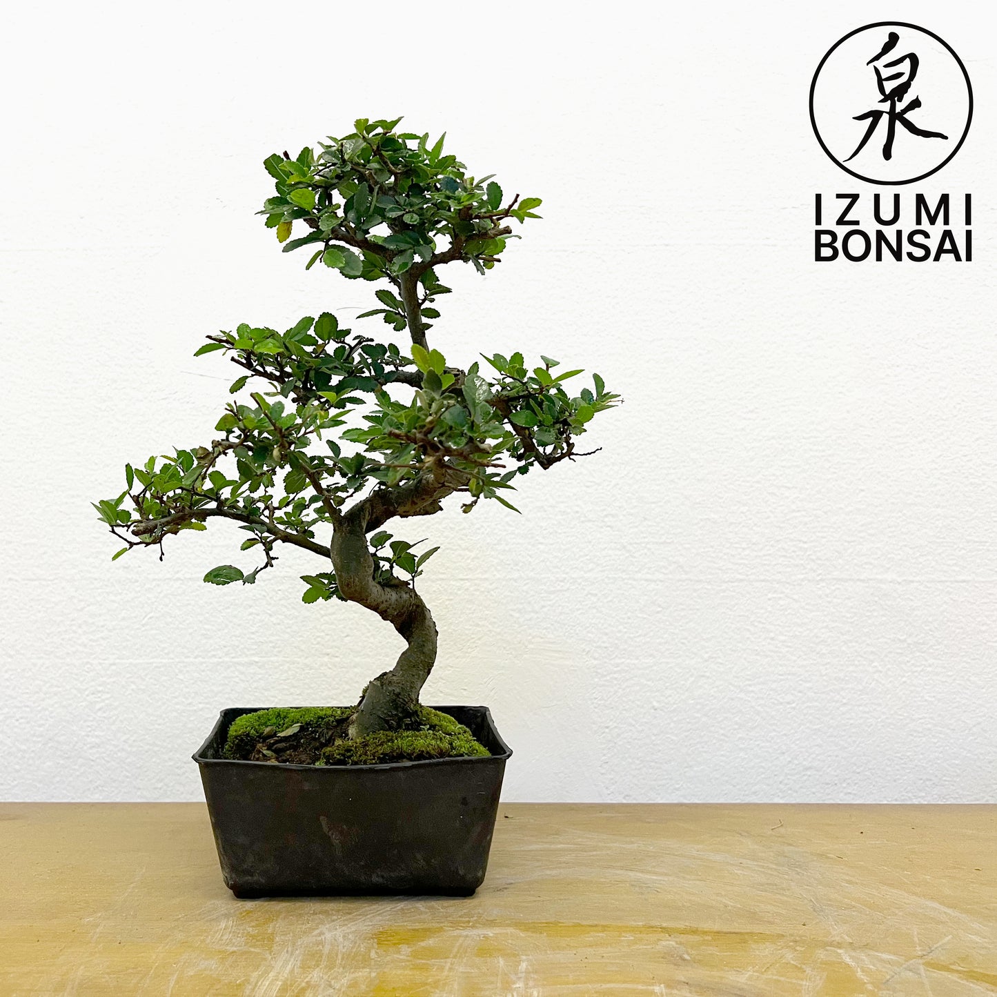 Chinese Elm