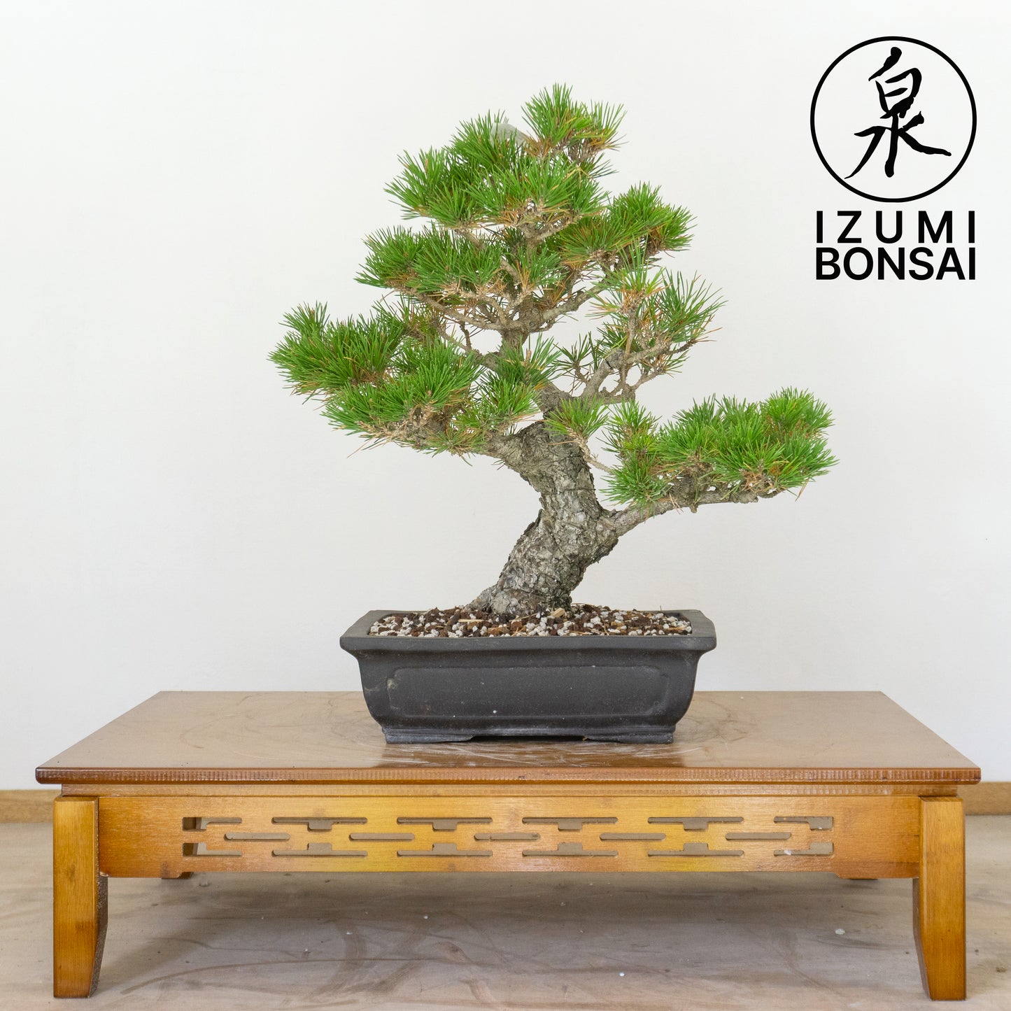 Japanese Black Pine