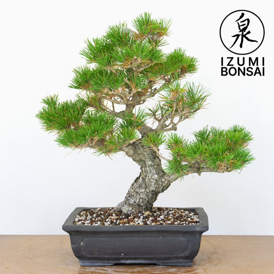 Japanese Black Pine