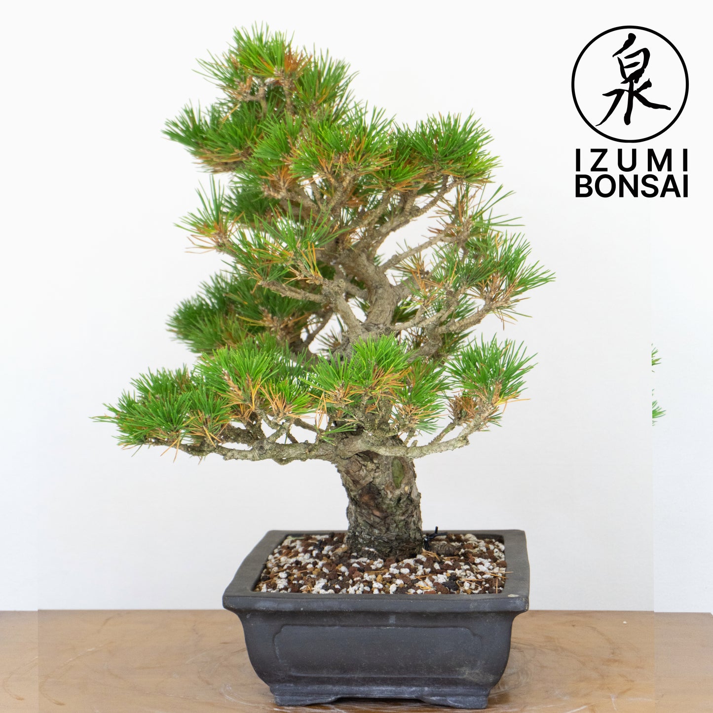 Japanese Black Pine