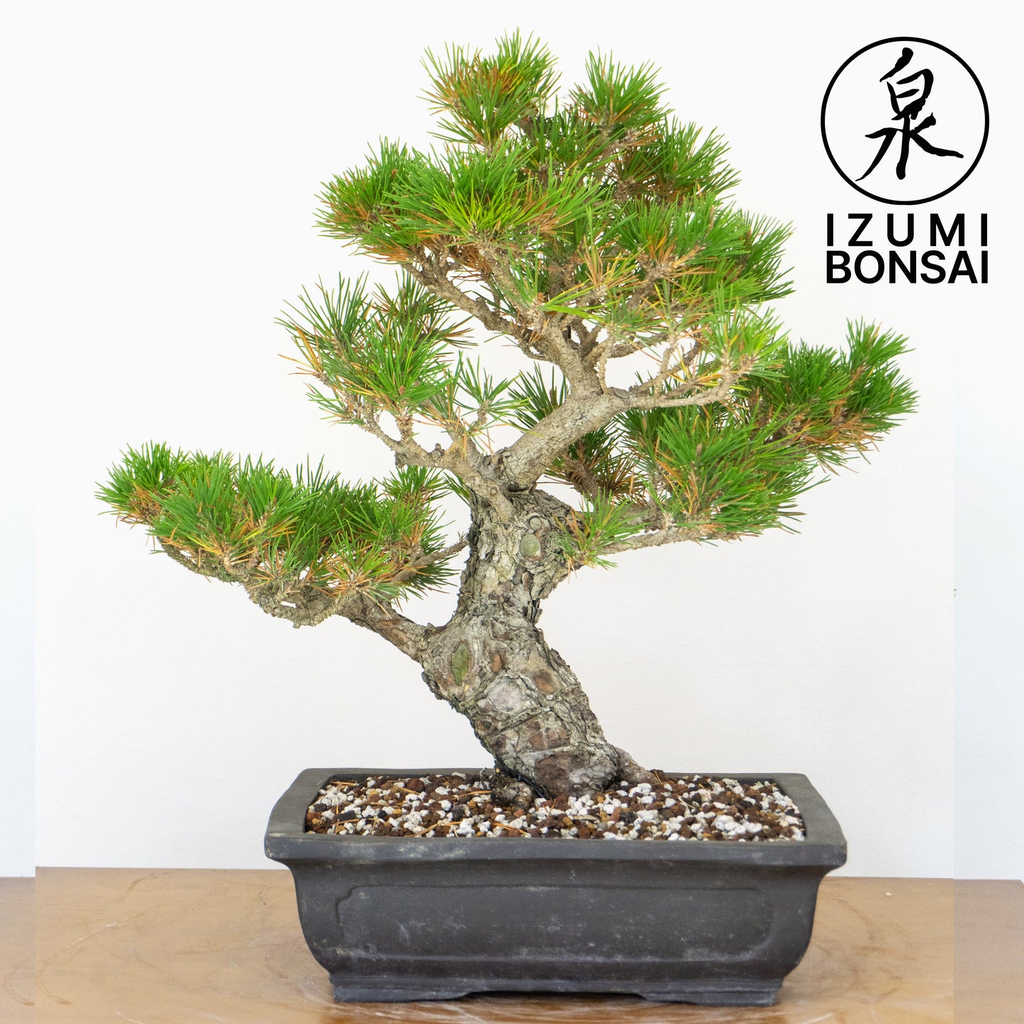 Japanese Black Pine