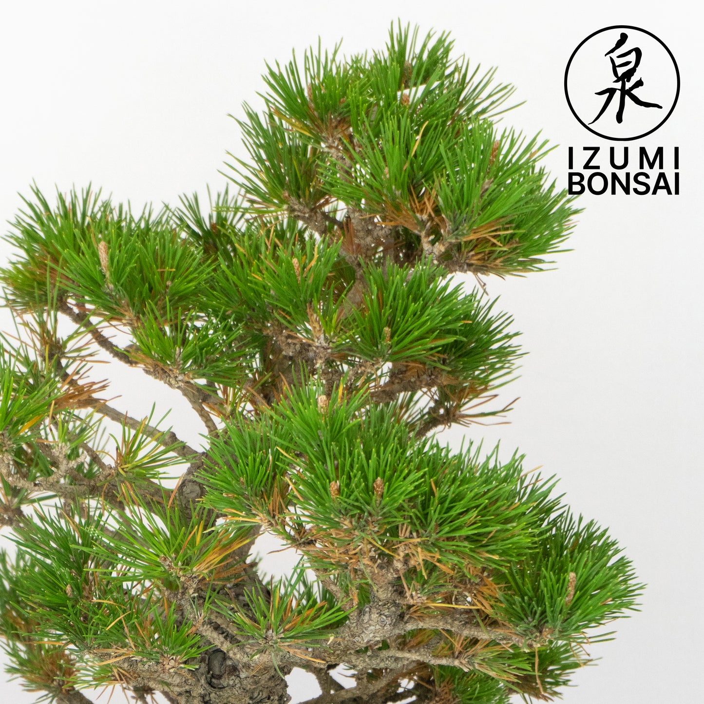 Japanese Black Pine