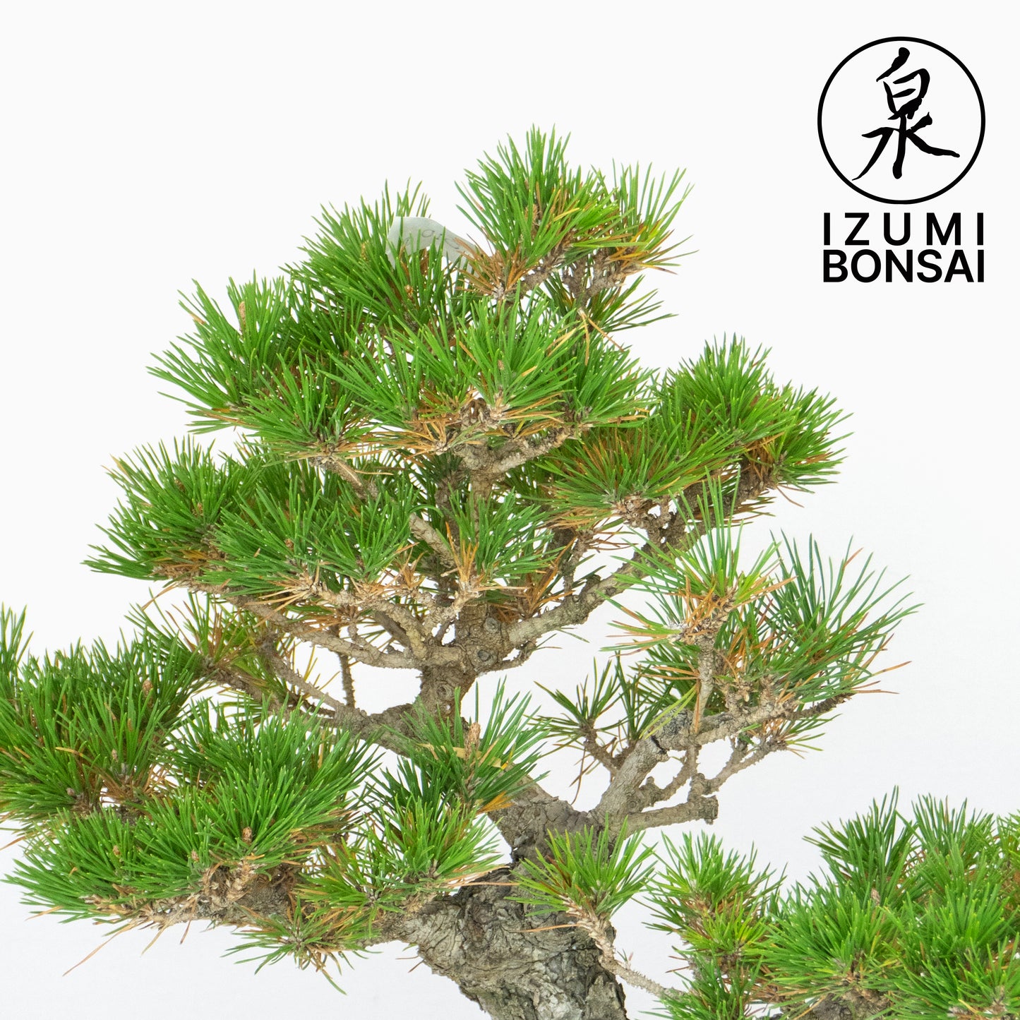 Japanese Black Pine