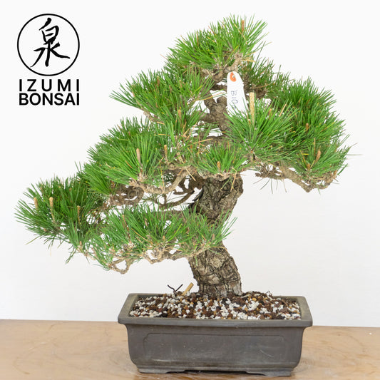 Japanese Black Pine