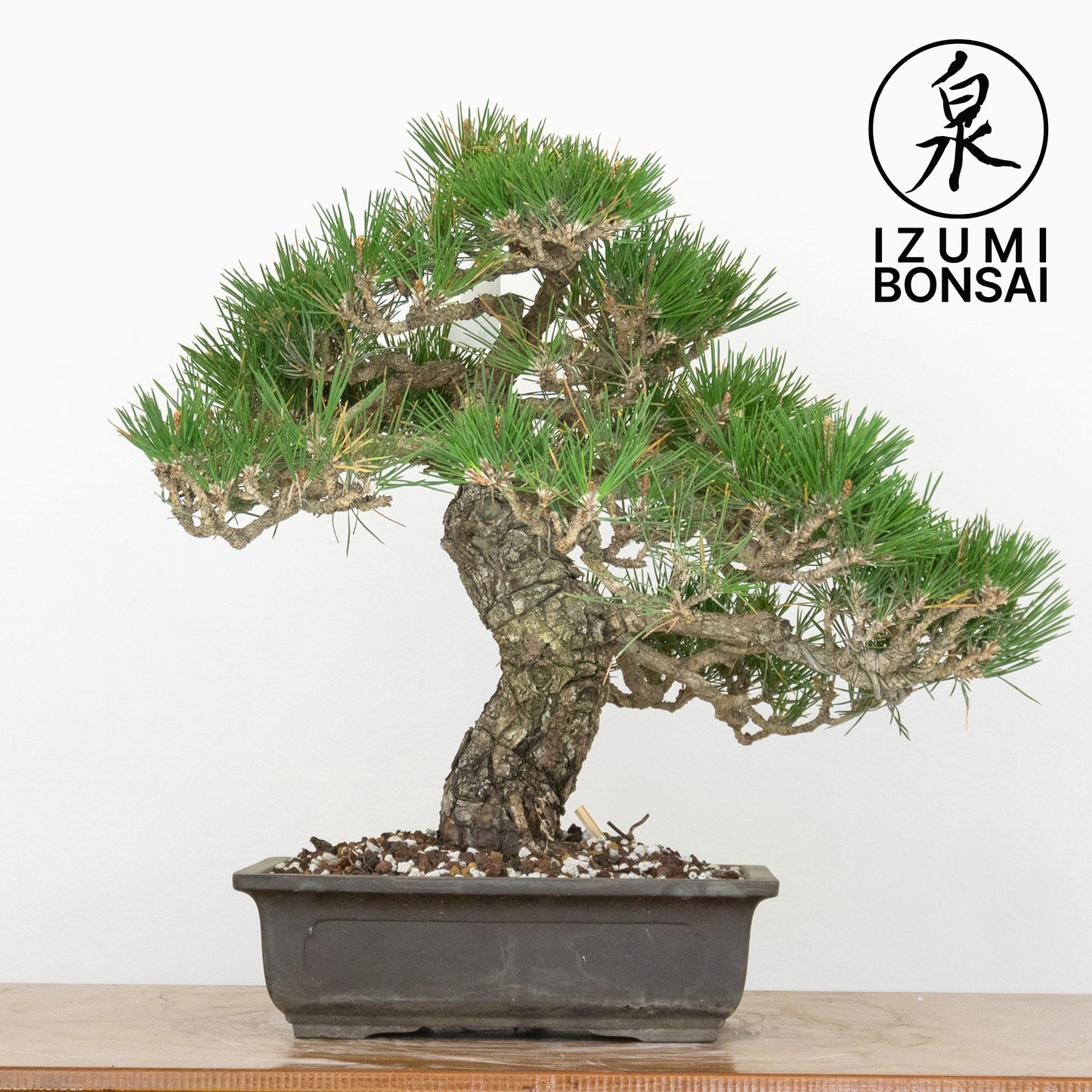 Japanese Black Pine