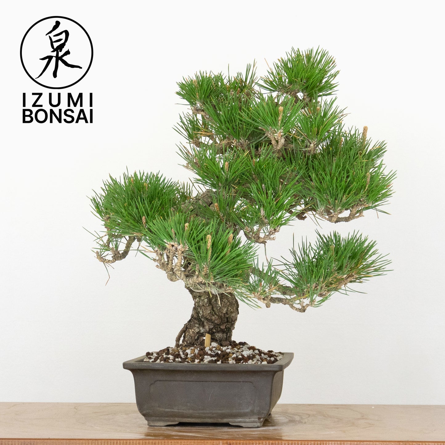 Japanese Black Pine