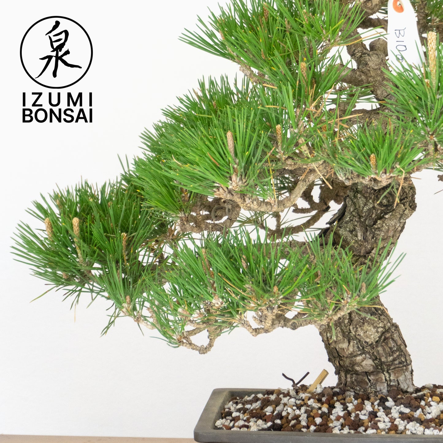 Japanese Black Pine