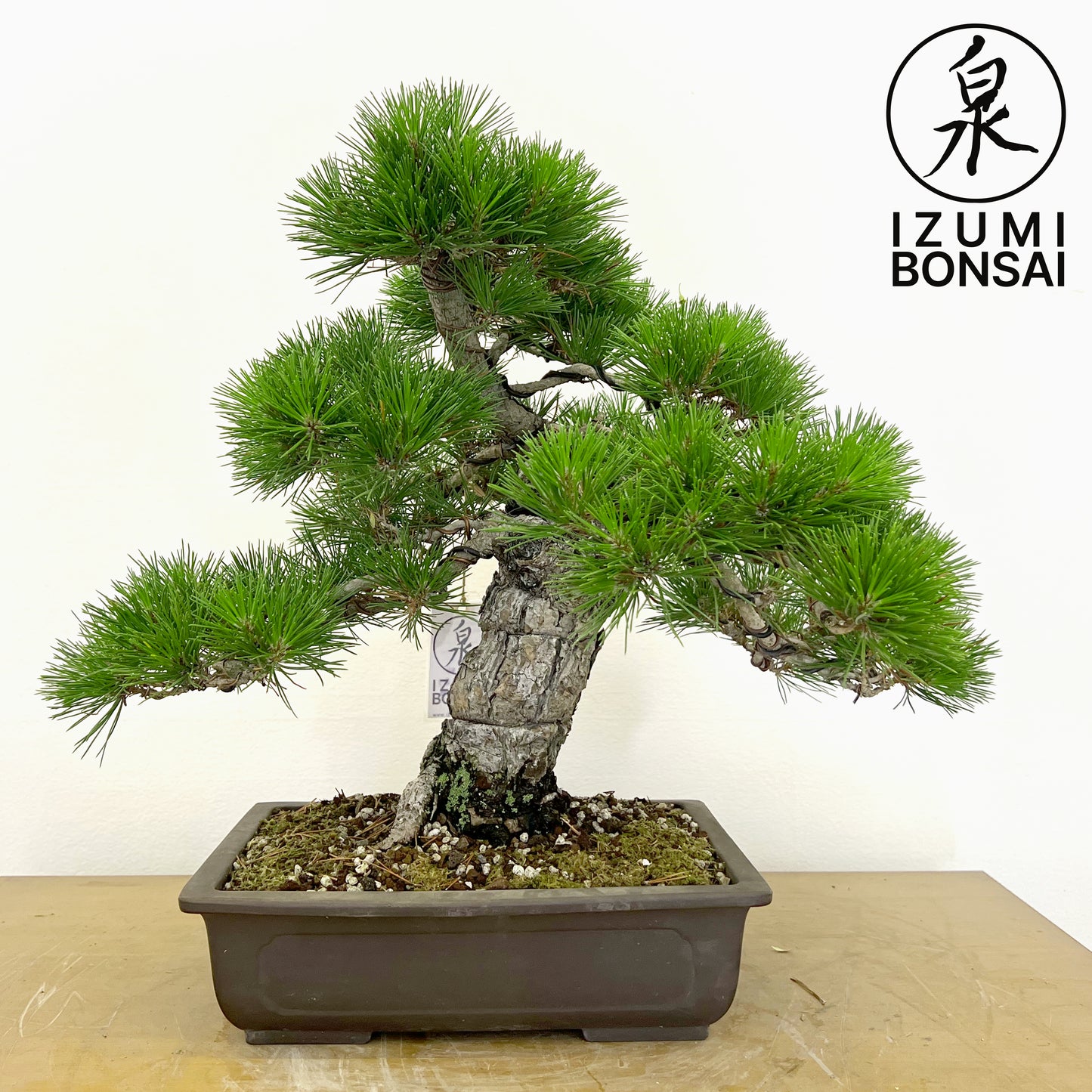 Japanese Black Pine